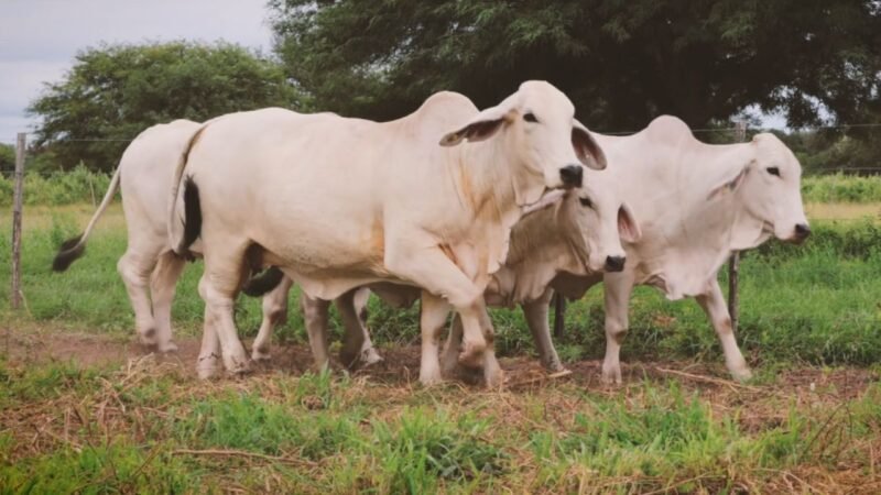 LOTE 01   |   04 VIENTRES BRAHMAN PREÑADOS