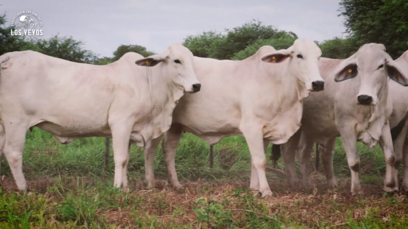 LOTE 02   |   05 VIENTRES BRAHMAN PREÑADOS
