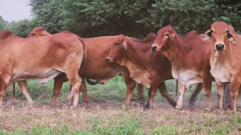 LOTE 03 | 05 VIENTRES BRAHMAN PREÑADOS