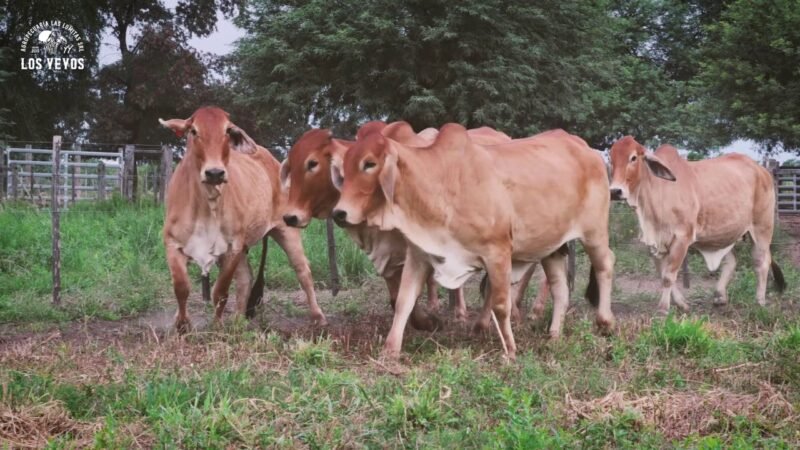 LOTE 04 | 05 VIENTRES BRAHMAN PREÑADOS