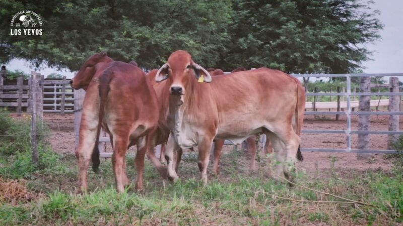 LOTE 05 | 05 VIENTRES BRAHMAN PREÑADOS