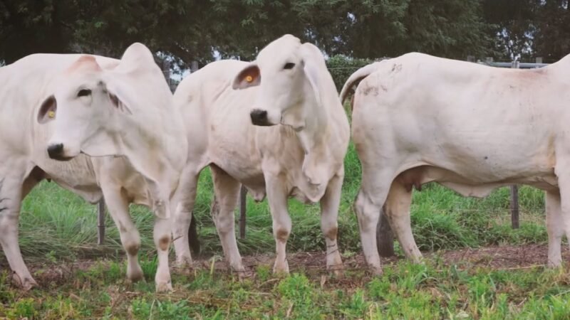 LOTE 06 | 05 VIENTRES BRAHMAN PREÑADOS