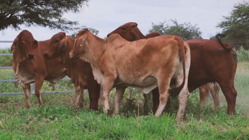 LOTE 07 | 05 VIENTRES BRAHMAN PREÑADOS