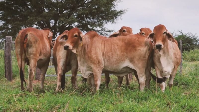LOTE 08 | 06 VIENTRES BRAHMAN PREÑADOS