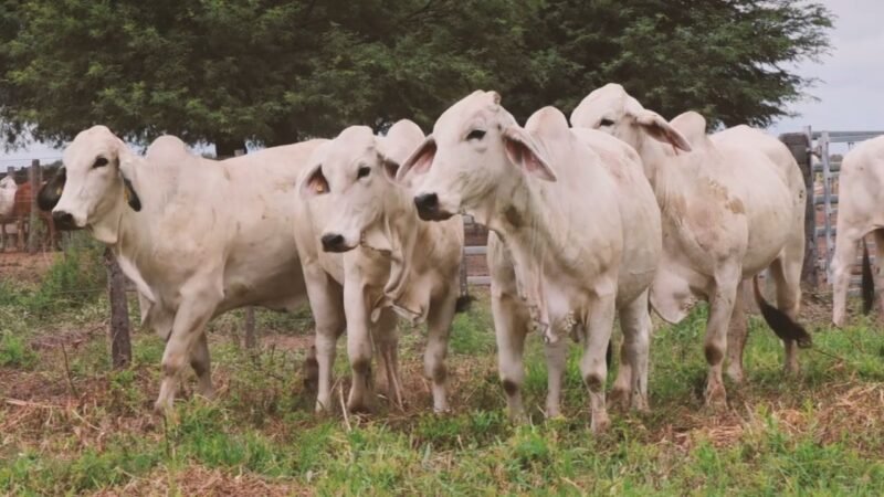 LOTE 09 | 06 VIENTRES BRAHMAN PREÑADOS