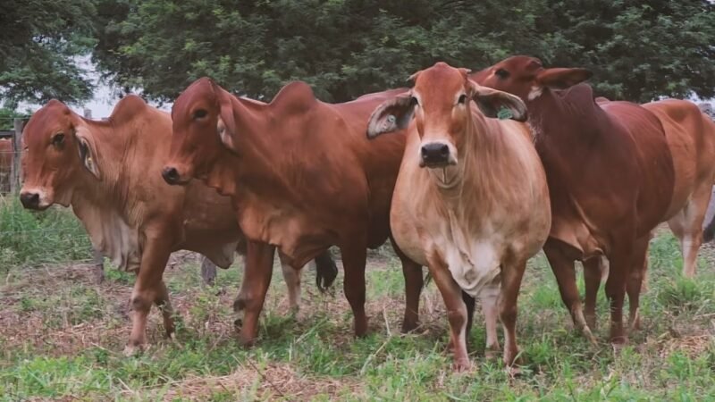 LOTE 10 | 06 VIENTRES BRAHMAN PREÑADOS
