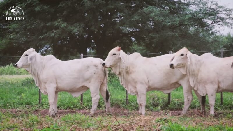 LOTE 11 | 05 VIENTRES BRAHMAN PREÑADOS