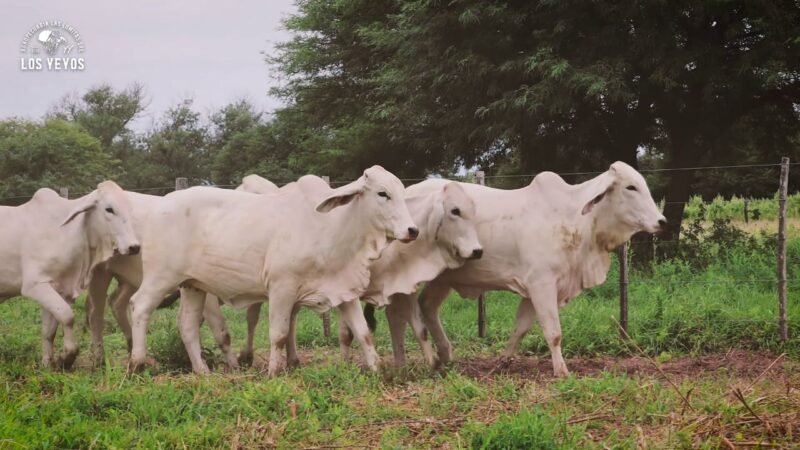 LOTE 12 | 06 VIENTRES BRAHMAN PREÑADOS
