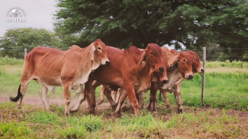 LOTE 13 | 06 VIENTRES BRAHMAN PREÑADOS