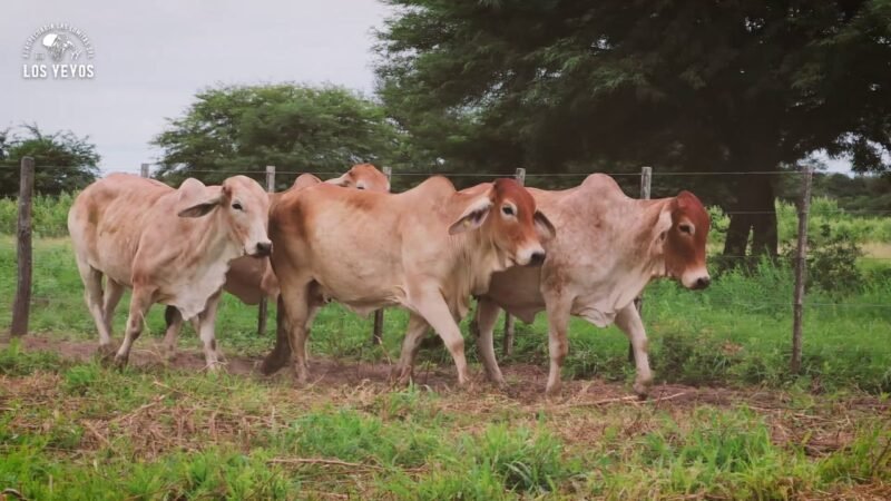 LOTE 14 | 06 VIENTRES BRAHMAN PREÑADOS