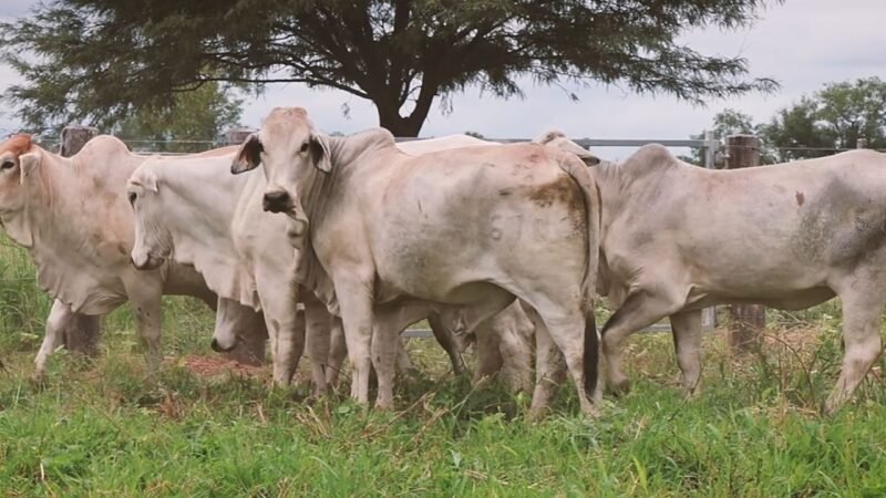 LOTE 15 | 06 VIENTRES BRAHMAN PREÑADOS