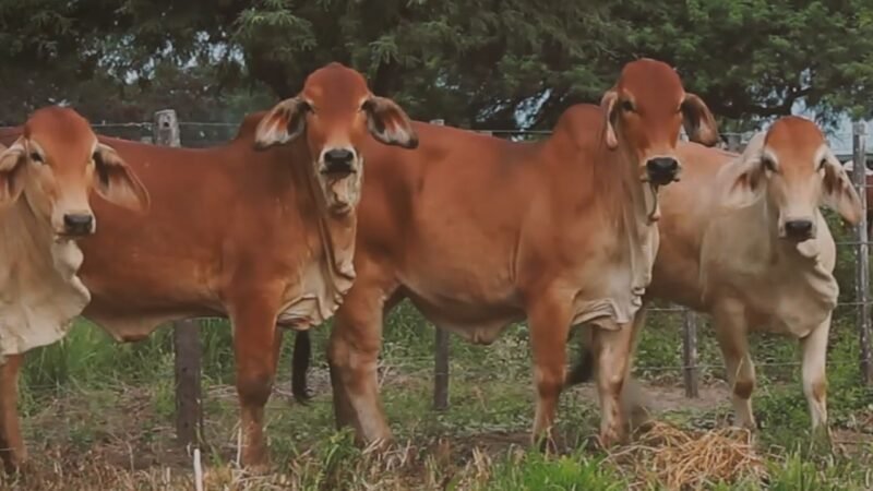 LOTE 16 | 04 VAQUILLONAS BRAHMAN DE REPOSICIÓN