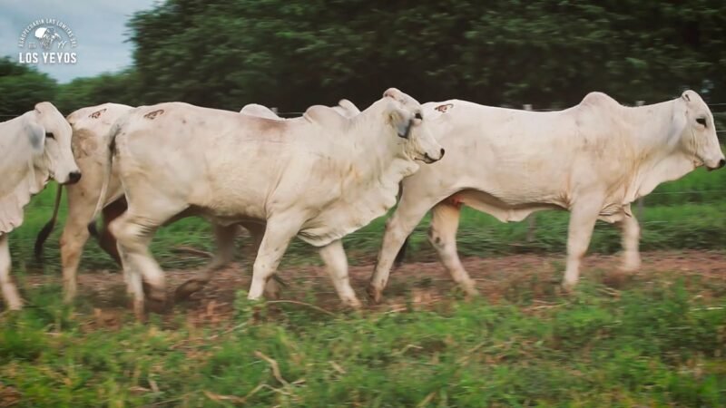 LOTE 17 | 04 VAQUILLONAS BRAHMAN DE REPOSICIÓN