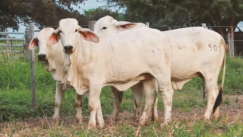 LOTE 18 | 04 VAQUILLONAS BRAHMAN DE REPOSICIÓN