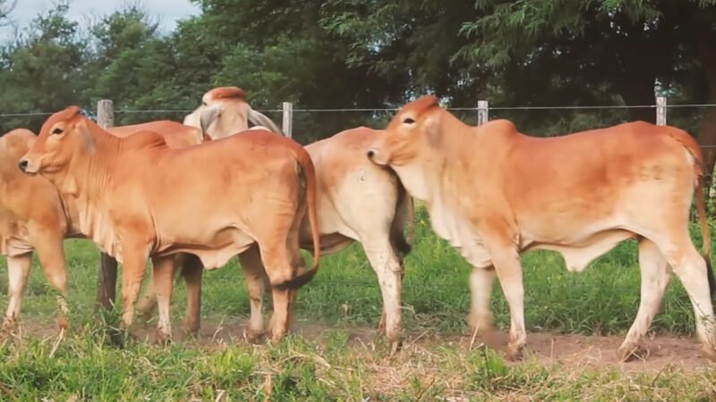 LOTE 19 | 04 VAQUILLONAS BRAHMAN DE REPOSICIÓN
