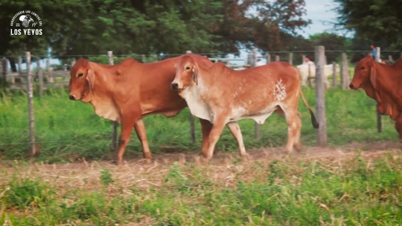 LOTE 20 | 04 VAQUILLONAS BRAHMAN DE REPOSICIÓN