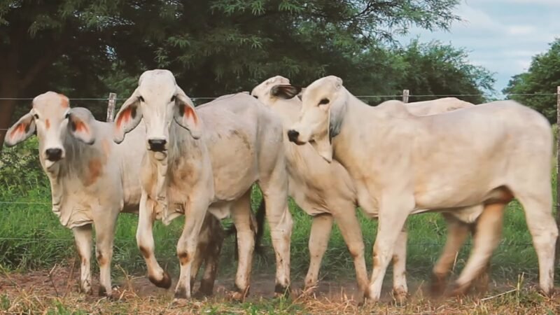 LOTE 21 | 04 VAQUILLONAS BRAHMAN DE REPOSICIÓN