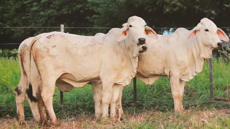 LOTE 22 | 04 VAQUILLONAS BRAHMAN DE REPOSICIÓN