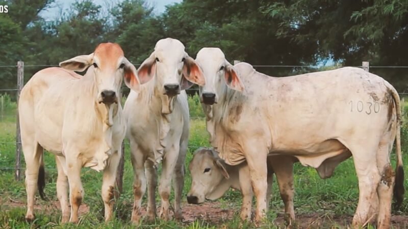 LOTE 23 | 04 VAQUILLONAS BRAHMAN DE REPOSICIÓN