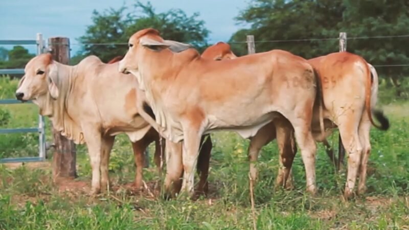 LOTE 24 | 04 VAQUILLONAS BRAHMAN DE REPOSICIÓN